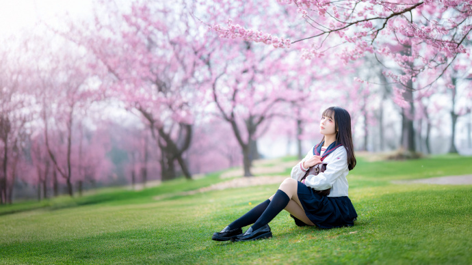 樱之花